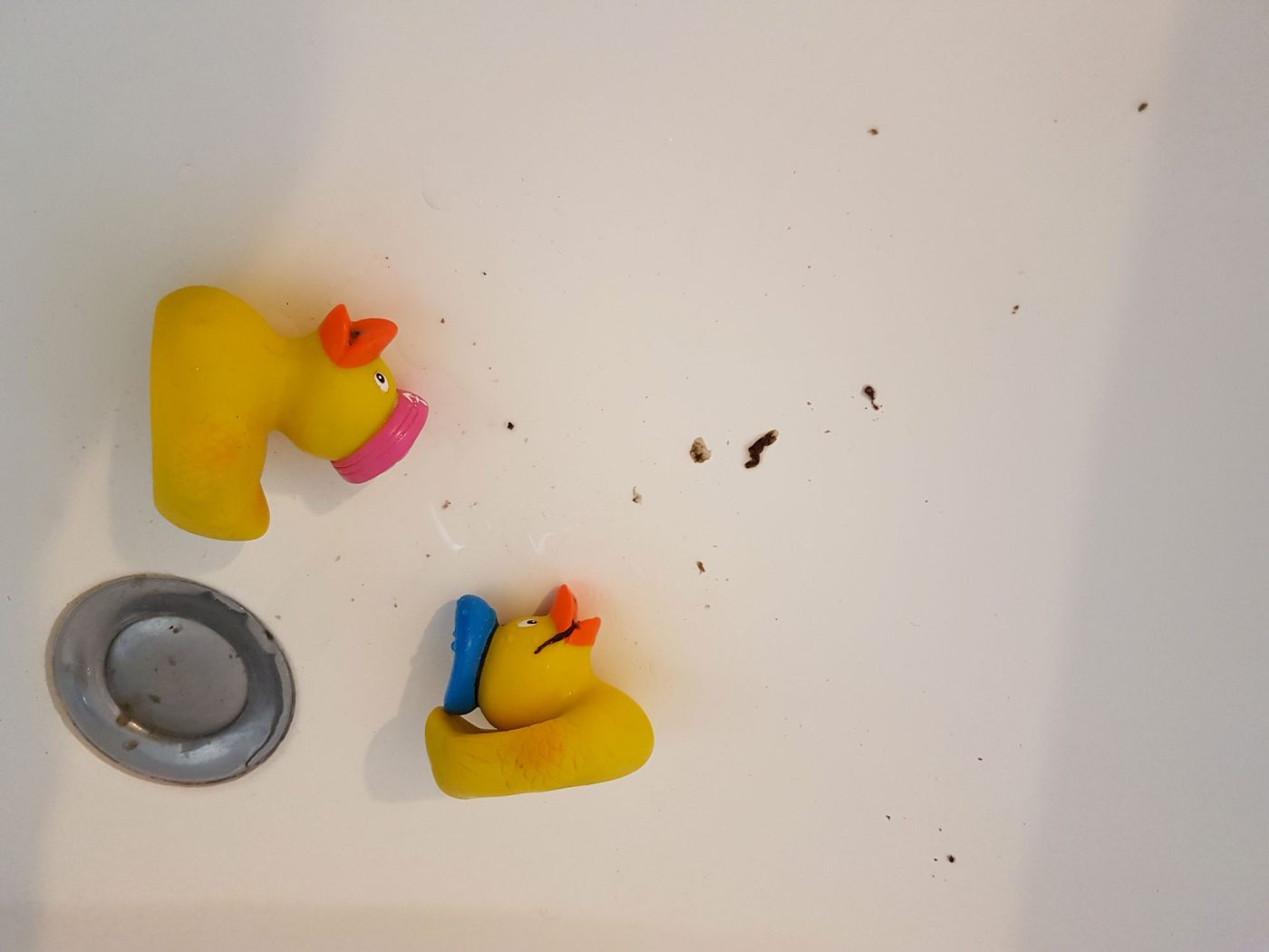 canard bain